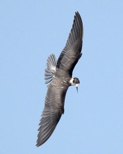 Black-tern
